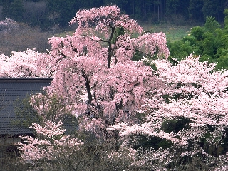 sakura