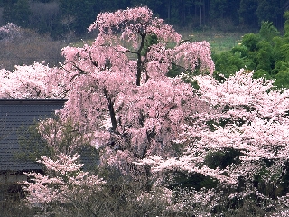 sakura