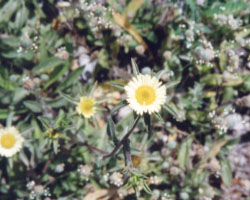 pallenis spinosa
