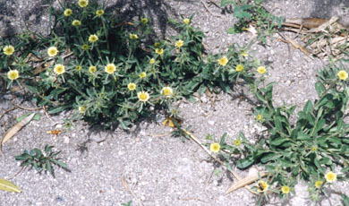 pallenis spinosa