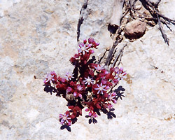 sedum caeruleum