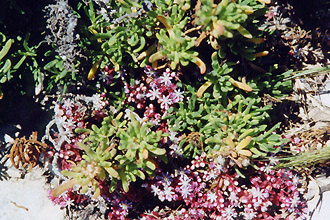 sedum caeruleum
