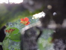 写真のページの1枚