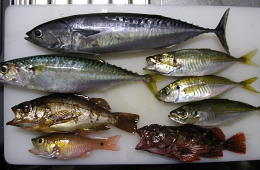 本日の釣果