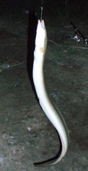 50cm級ウナギ