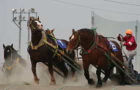 ばんえい競馬!