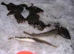 稚内での釣果
