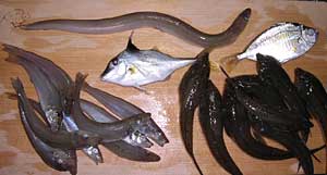 本日の釣果