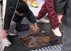 アカエイの尻尾切り
