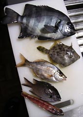 本日の釣果