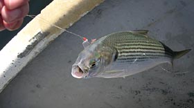 コノシロ