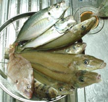 本日の釣果