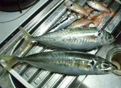 本日の釣果