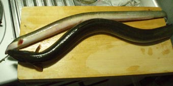 本日の釣果