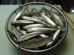 ワカサギ100匹