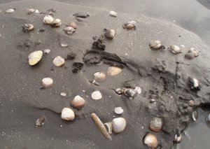 バカばっか・・