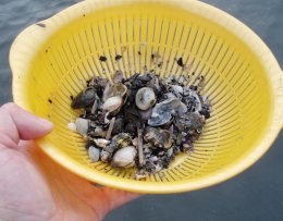篩ってアサリ探し