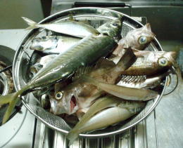 本日の釣果