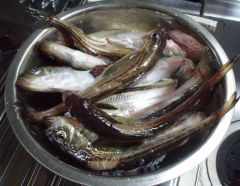 本日の釣果