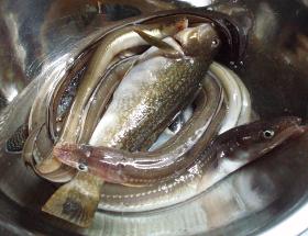釣果