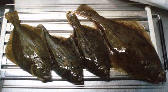 本日の釣果