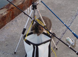 バケツに飛びつくネコ