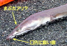 愛くるしい?お顔