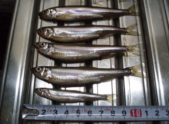 岩洞湖深場のワカサギ