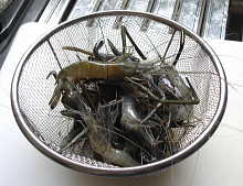 この日の釣果