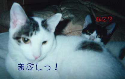 �e�B�R�g�}�[�N